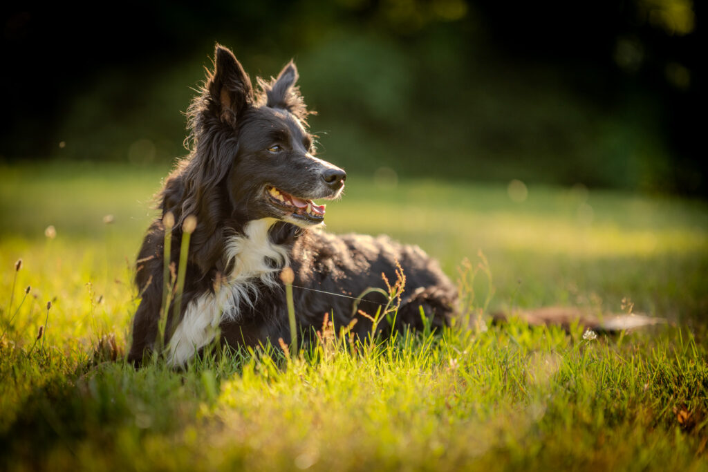 Border Collie Emma liegt im warmen Abendlicht auf einer Wiese – natürliche Hundefotografie von Lieblingsblick Fotografie.